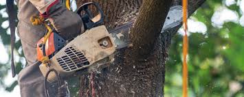 Best Tree Cabling and Bracing  in Port Neches, TX