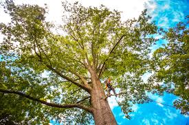 Leaf Removal in Port Neches, TX