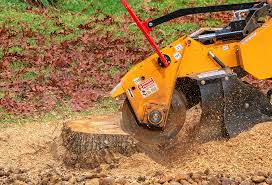 Best Tree Preservation Services  in Port Neches, TX
