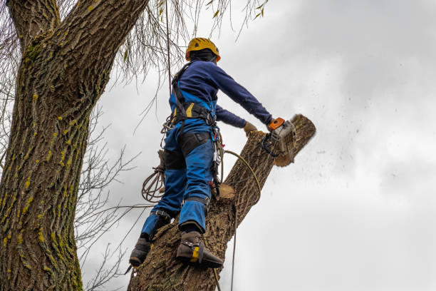  Port Neches, TX Tree Services Pros