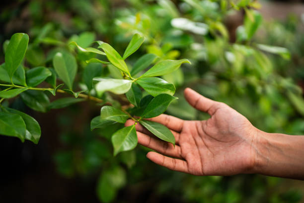 Best Tree Health Inspection  in Port Neches, TX
