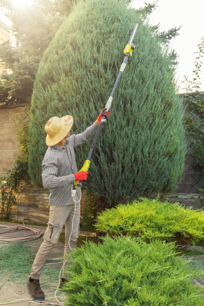Best Tree Risk Assessment  in Port Neches, TX