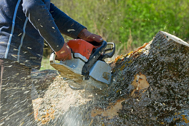 How Our Tree Care Process Works  in  Port Neches, TX