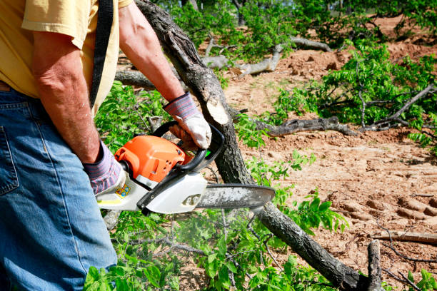 Best Tree Trimming and Pruning  in Port Neches, TX